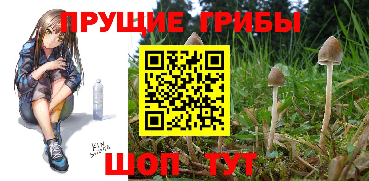 Фрязино  наркота  Галлюциногенные грибы GOLDEN TEACHER  Вход с VPN  Псилоцибиновые грибы GOLDEN TEACHER 